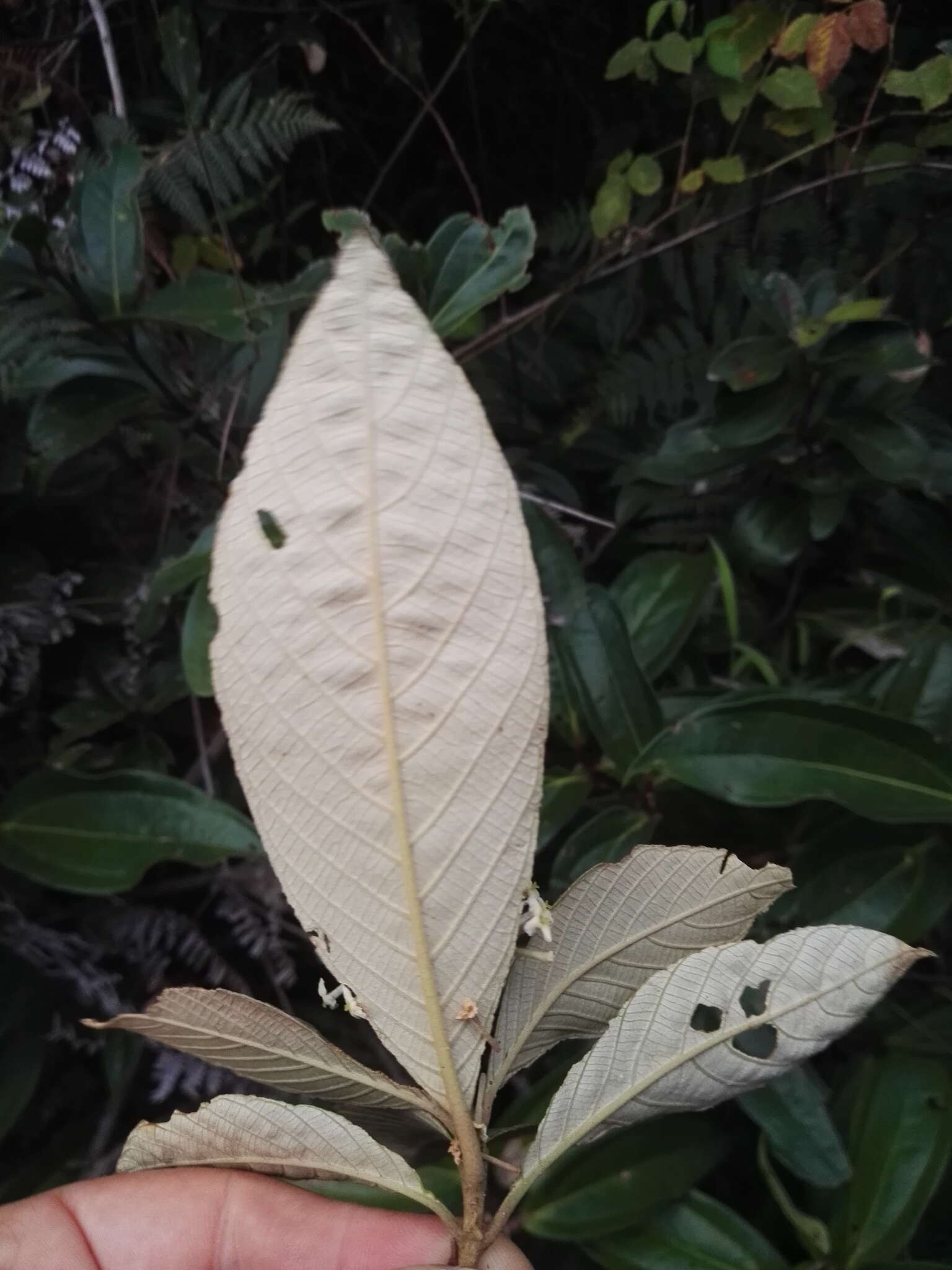 Arachnothryx buddleioides (Benth.) Planch. resmi