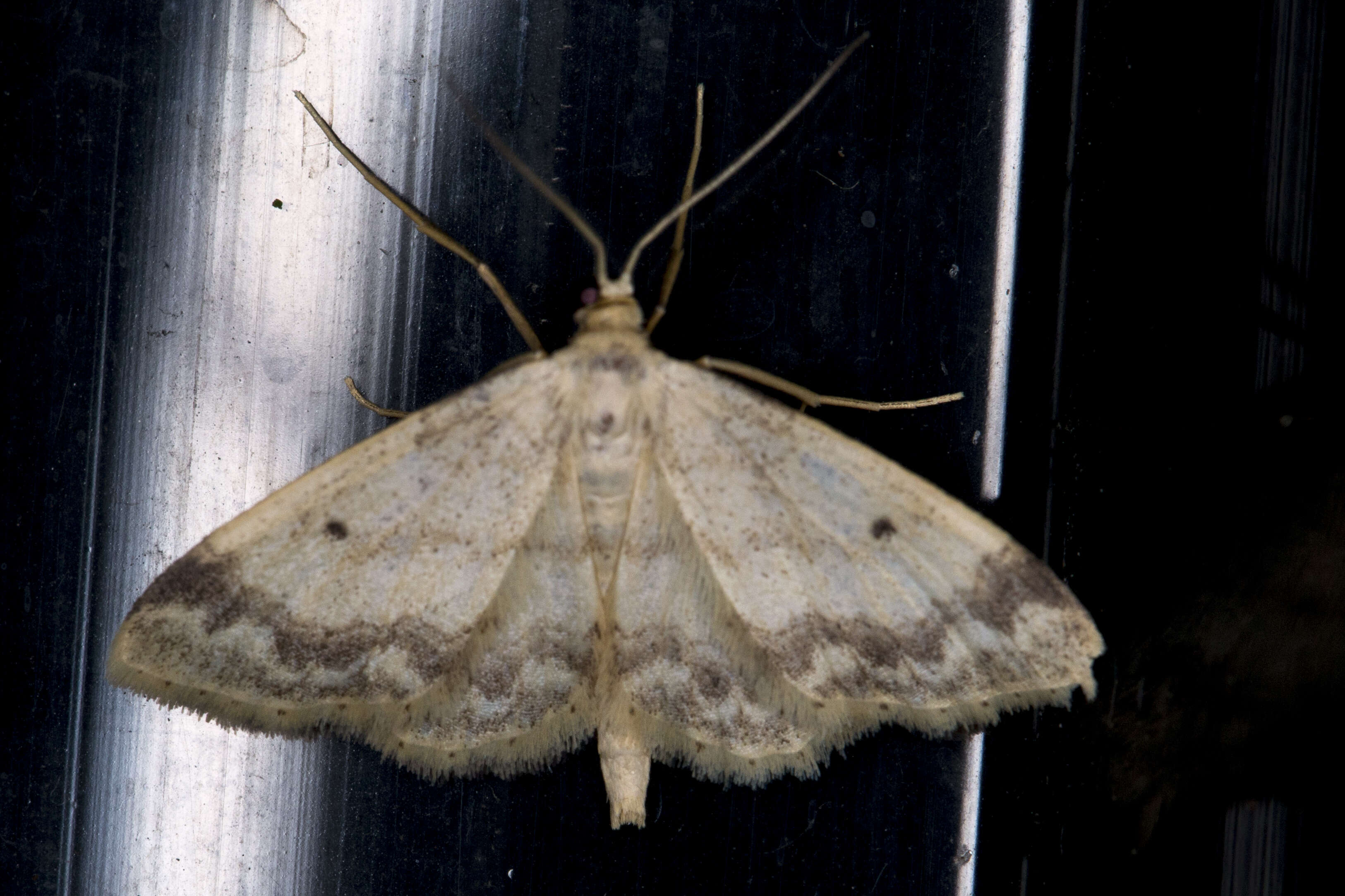 Image of small fan-footed wave