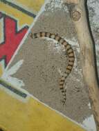 Image of Desert Banded Snake