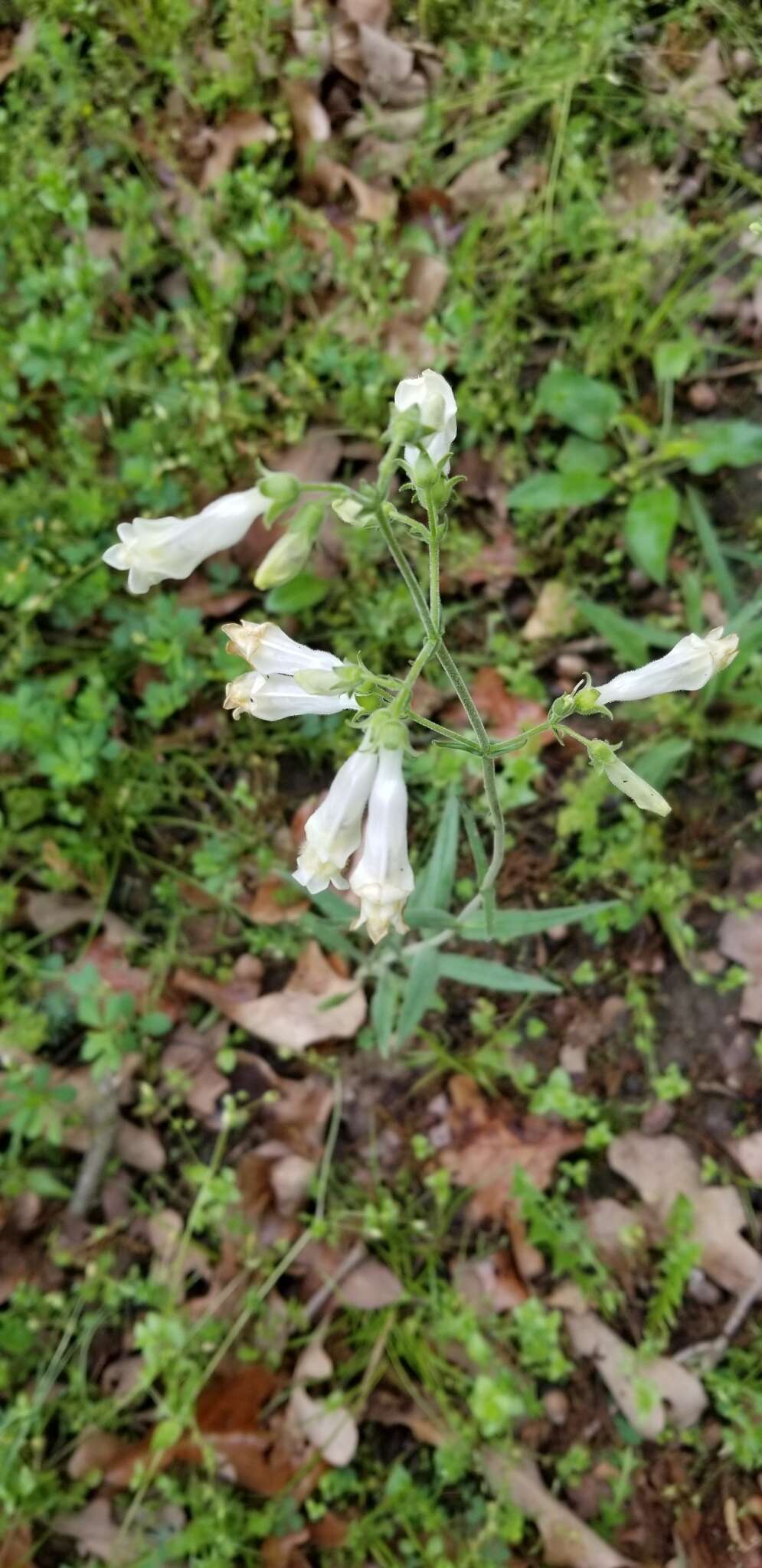 Image of Oklahoma beardtongue