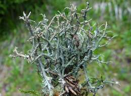 Image of Cladonia furcata