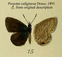 Image of Prosotas nora (Felder 1860)