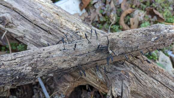 Image of Xylaria apiculata Cooke 1879