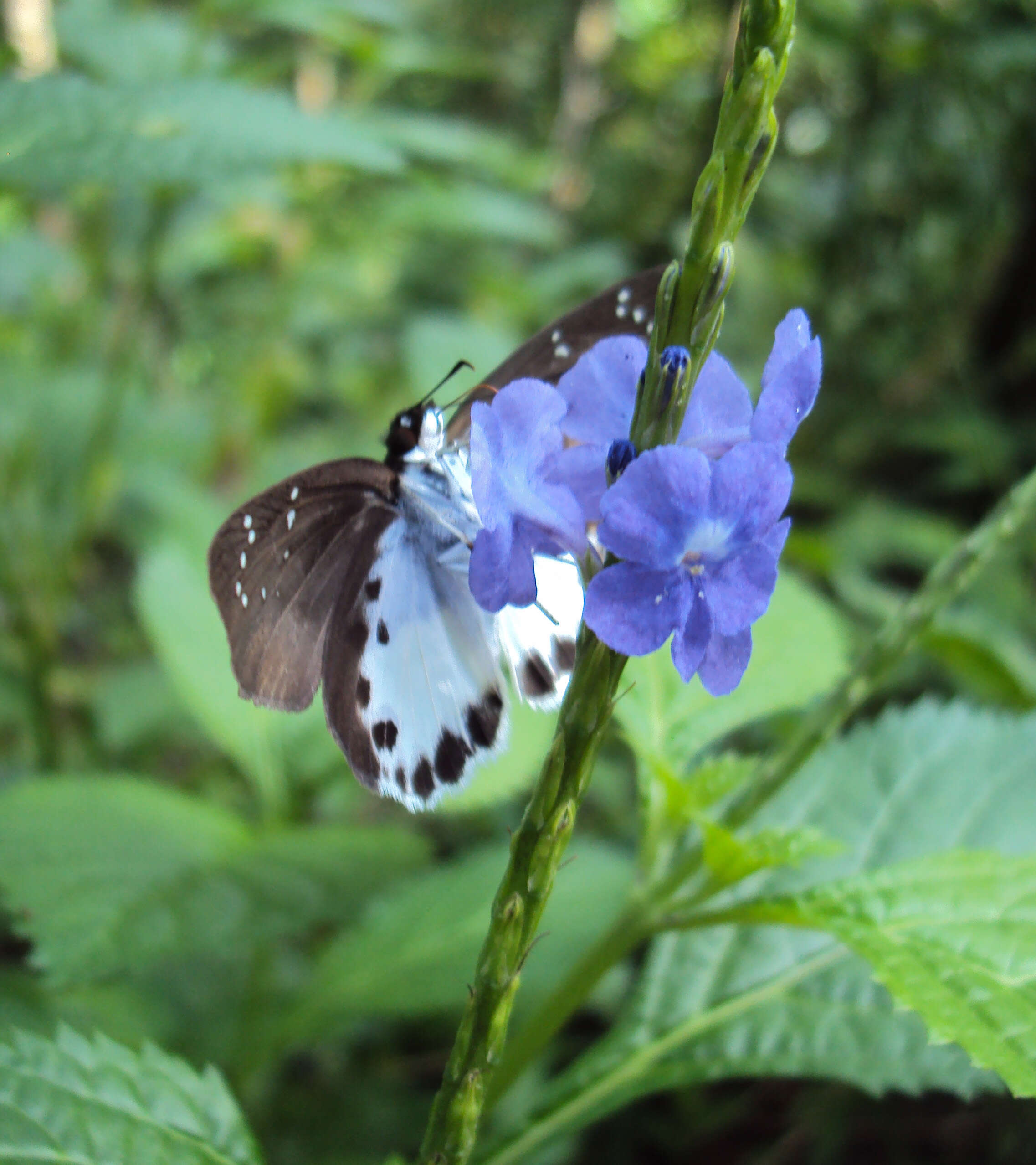 Image of Stachytarpheta indica (L.) Vahl