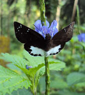 Слика од Stachytarpheta indica (L.) Vahl