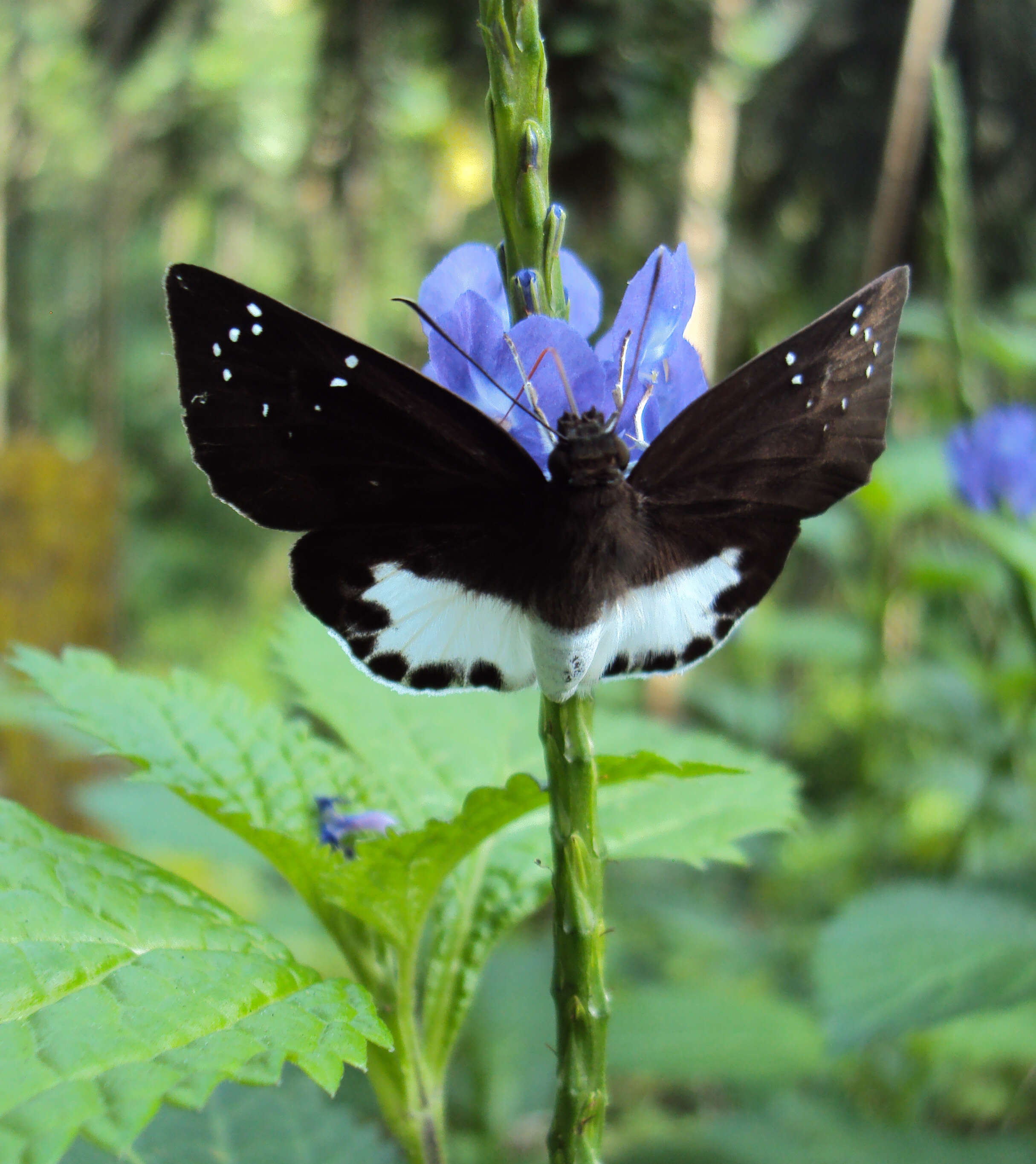 Image of Stachytarpheta indica (L.) Vahl