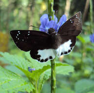 Image of Stachytarpheta indica (L.) Vahl