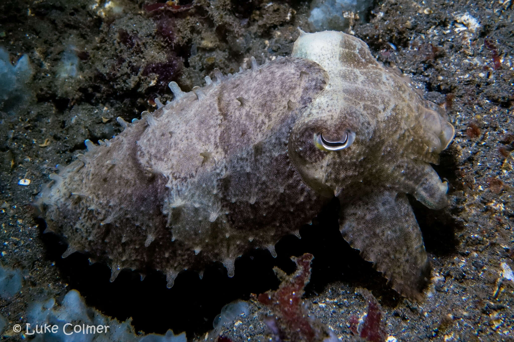 Image of Broadclub Cuttlefish