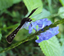 Image of Stachytarpheta indica (L.) Vahl