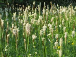 Image of Hoary Plantain