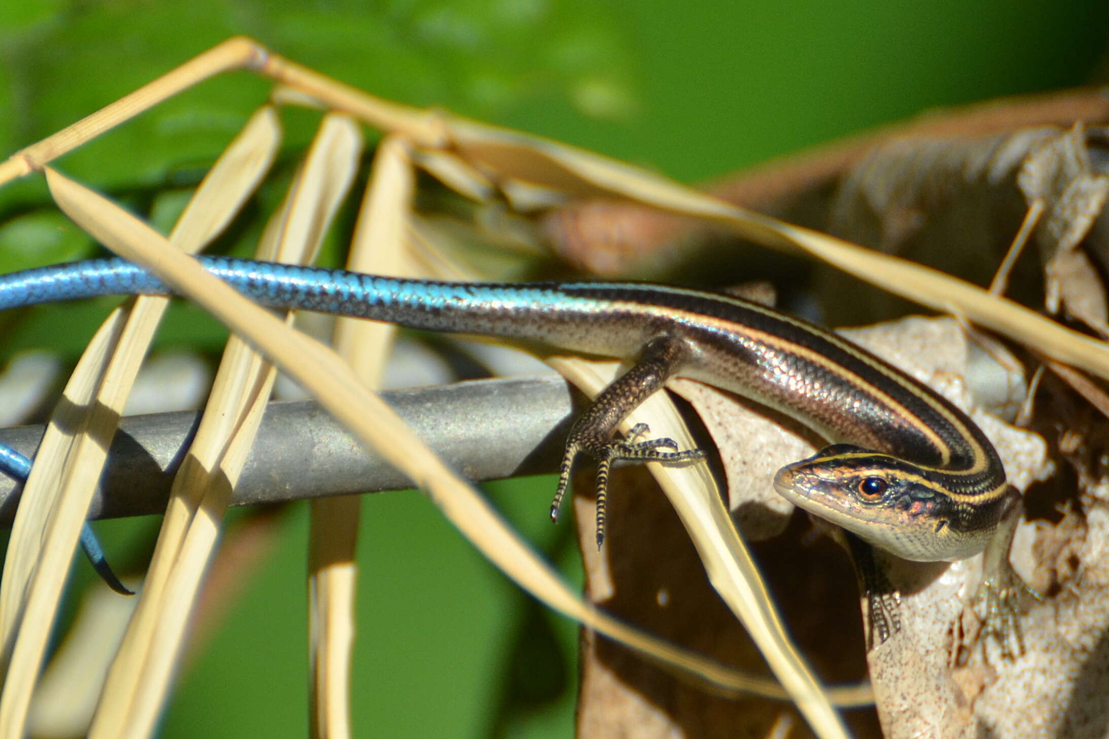 Image of Pacific Blue-Tail Skink