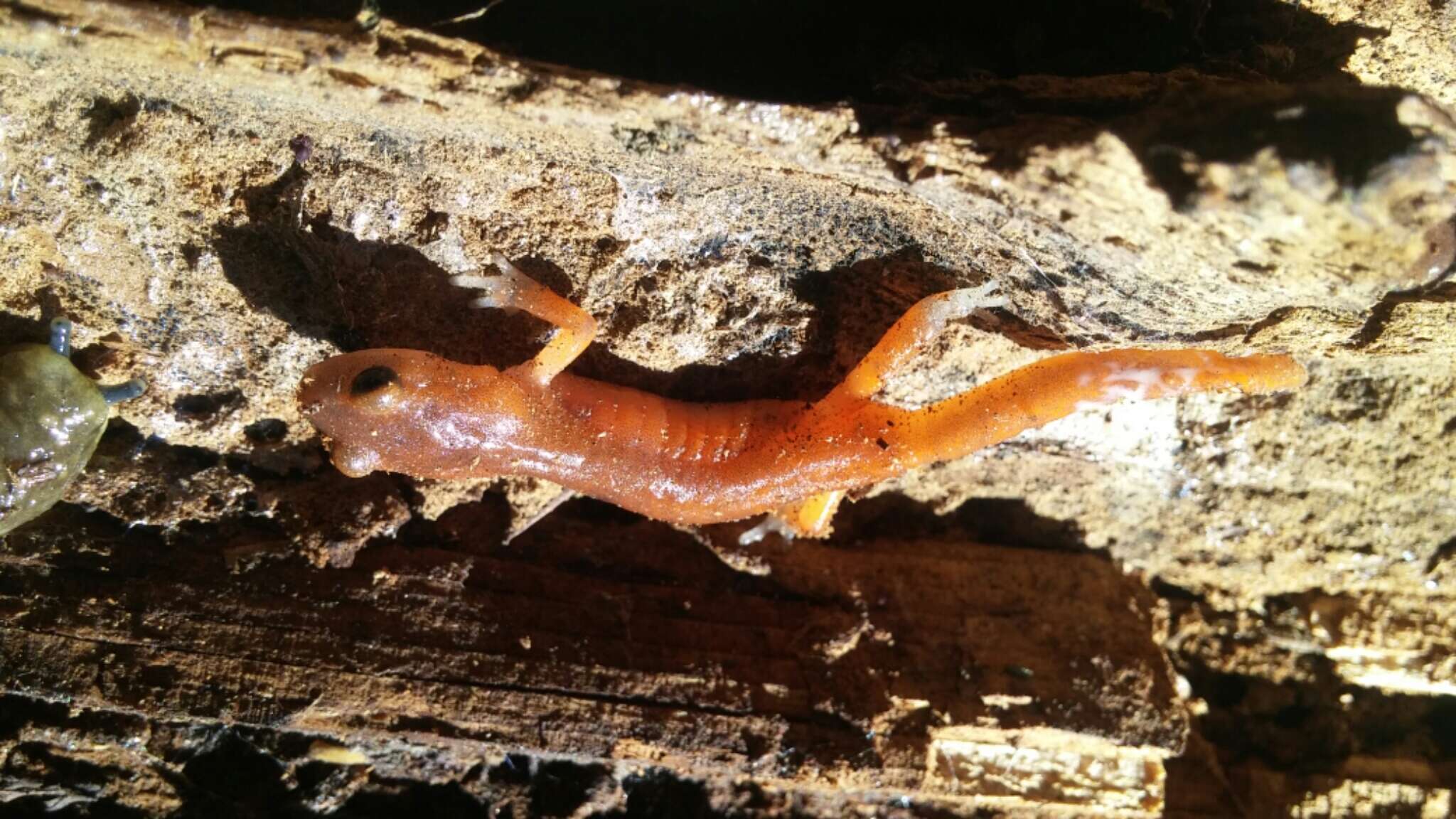 Image of Ensatina eschscholtzii eschscholtzii