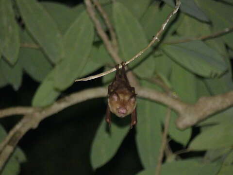 Hipposideros diadema (É. Geoffroy Saint-Hilaire 1813) resmi