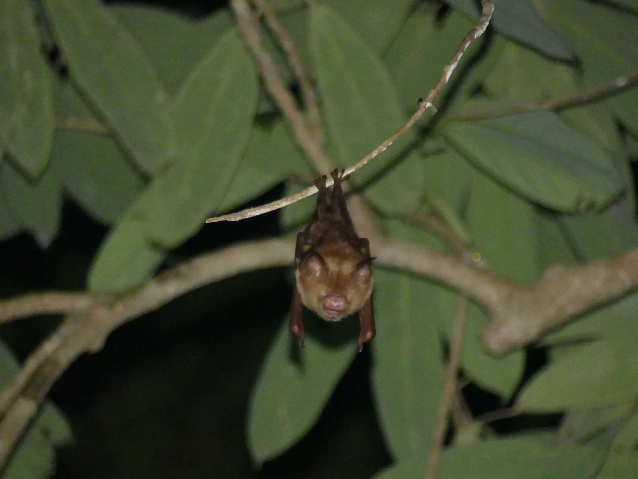 Image of Diadem Horseshoe-bat