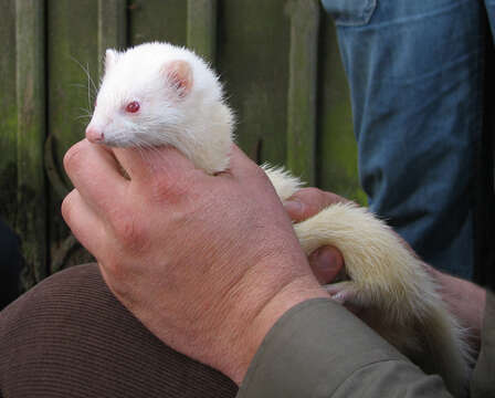 Image of domestic ferret