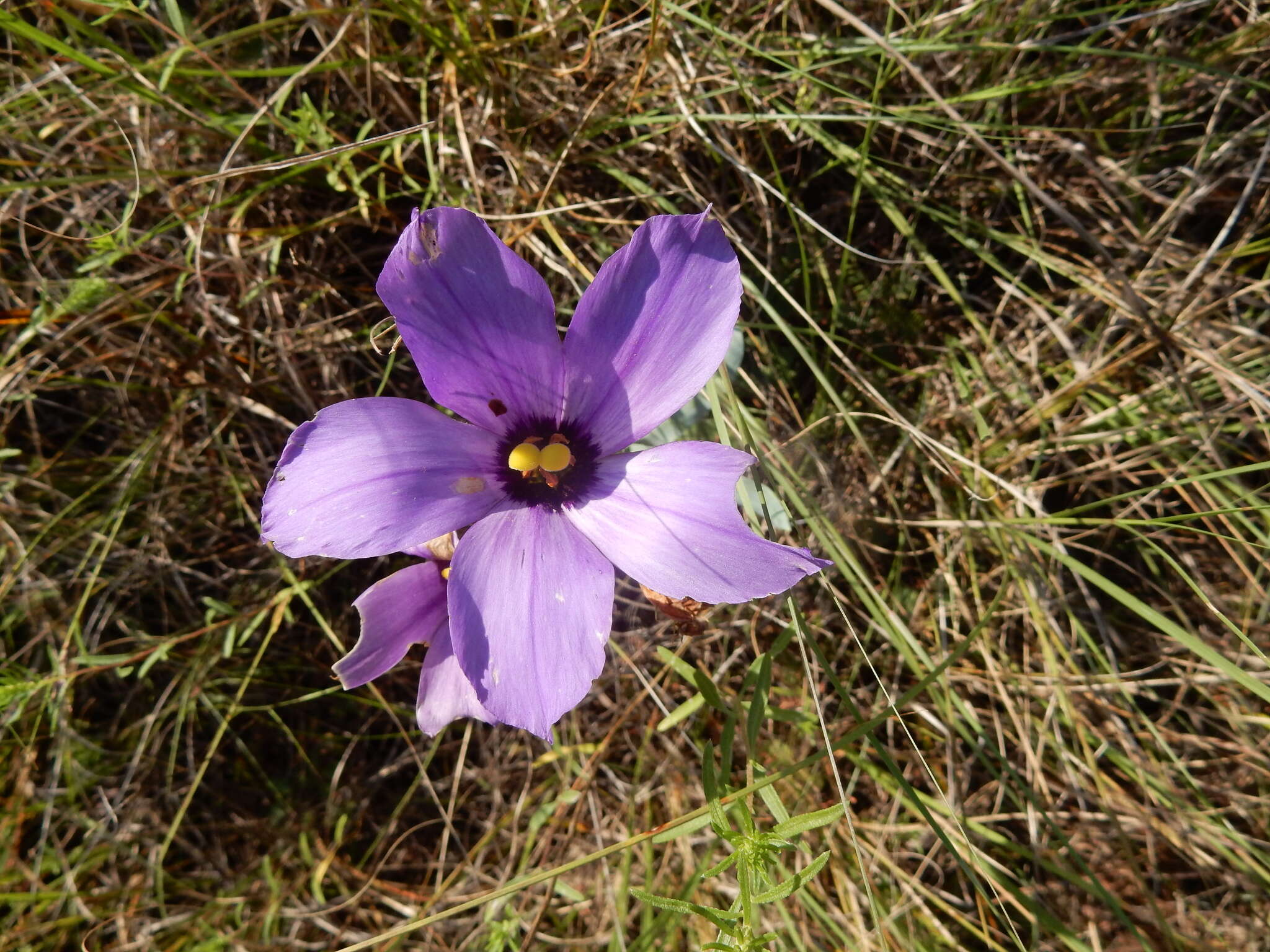 صورة Eustoma exaltatum subsp. russellianum (Hook.) Kartesz