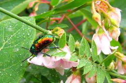 Image of Dogbane Beetle