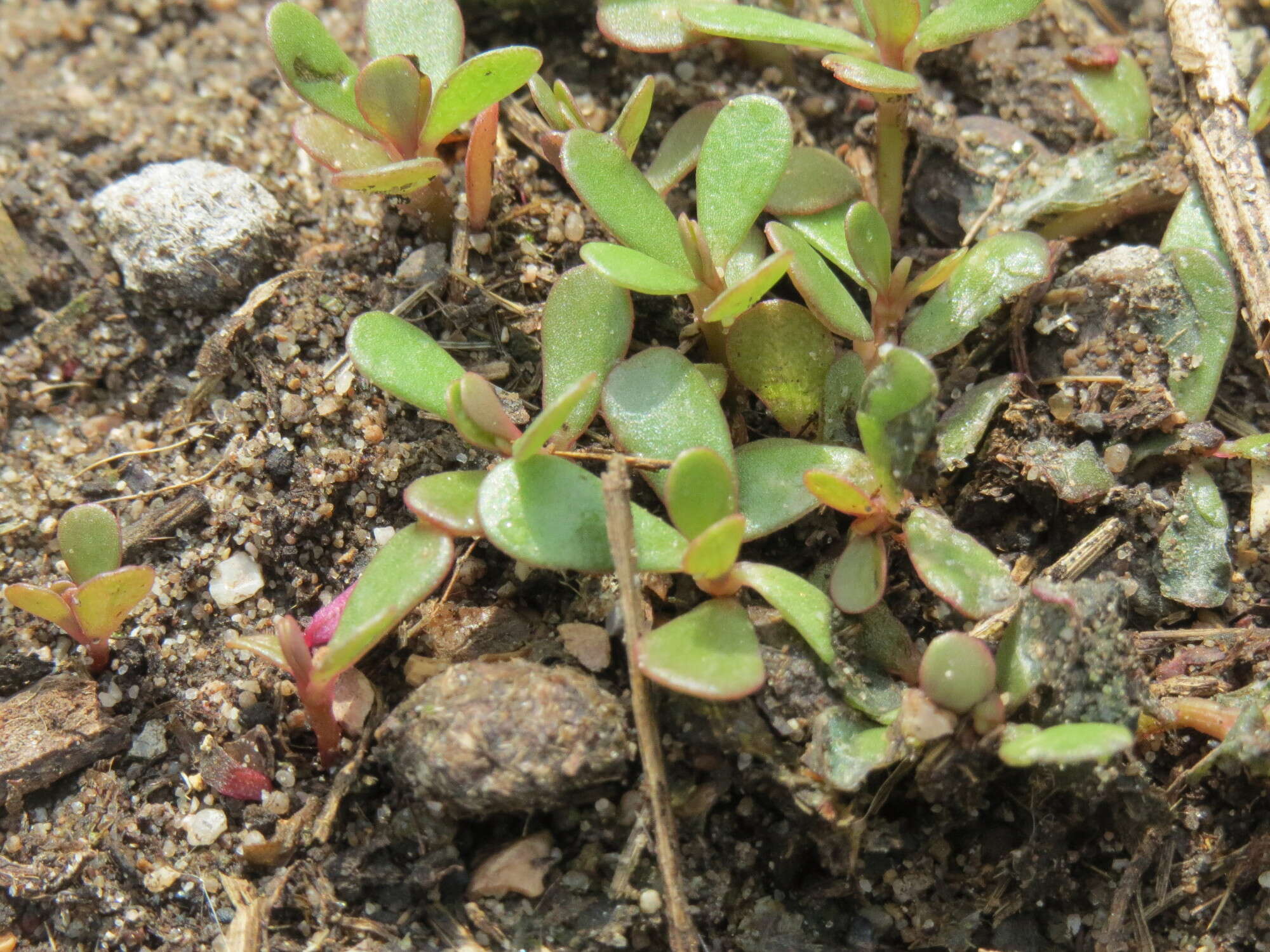 Image of common purslane