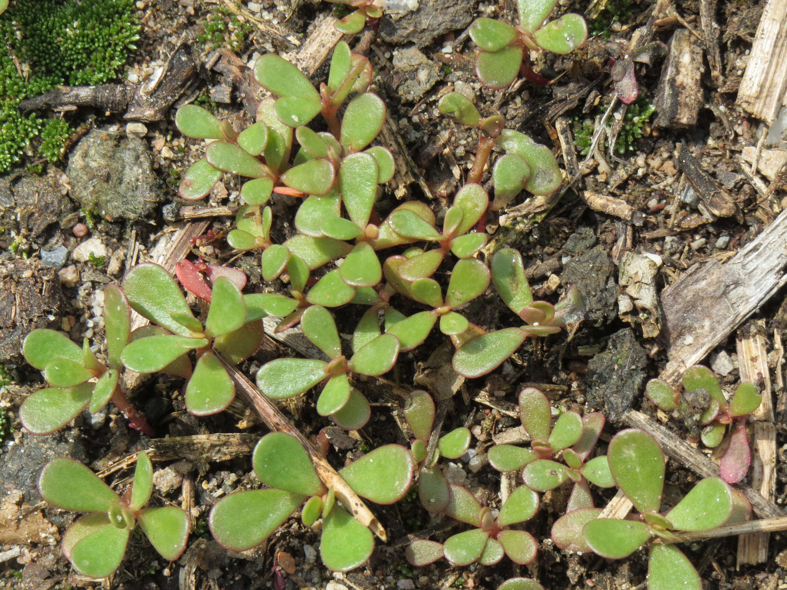 Image of common purslane