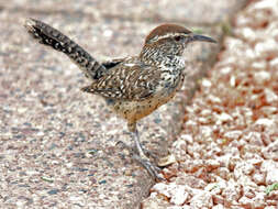 Image of Cactus Wren