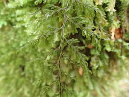 Image de Hymenophyllum villosum Col.