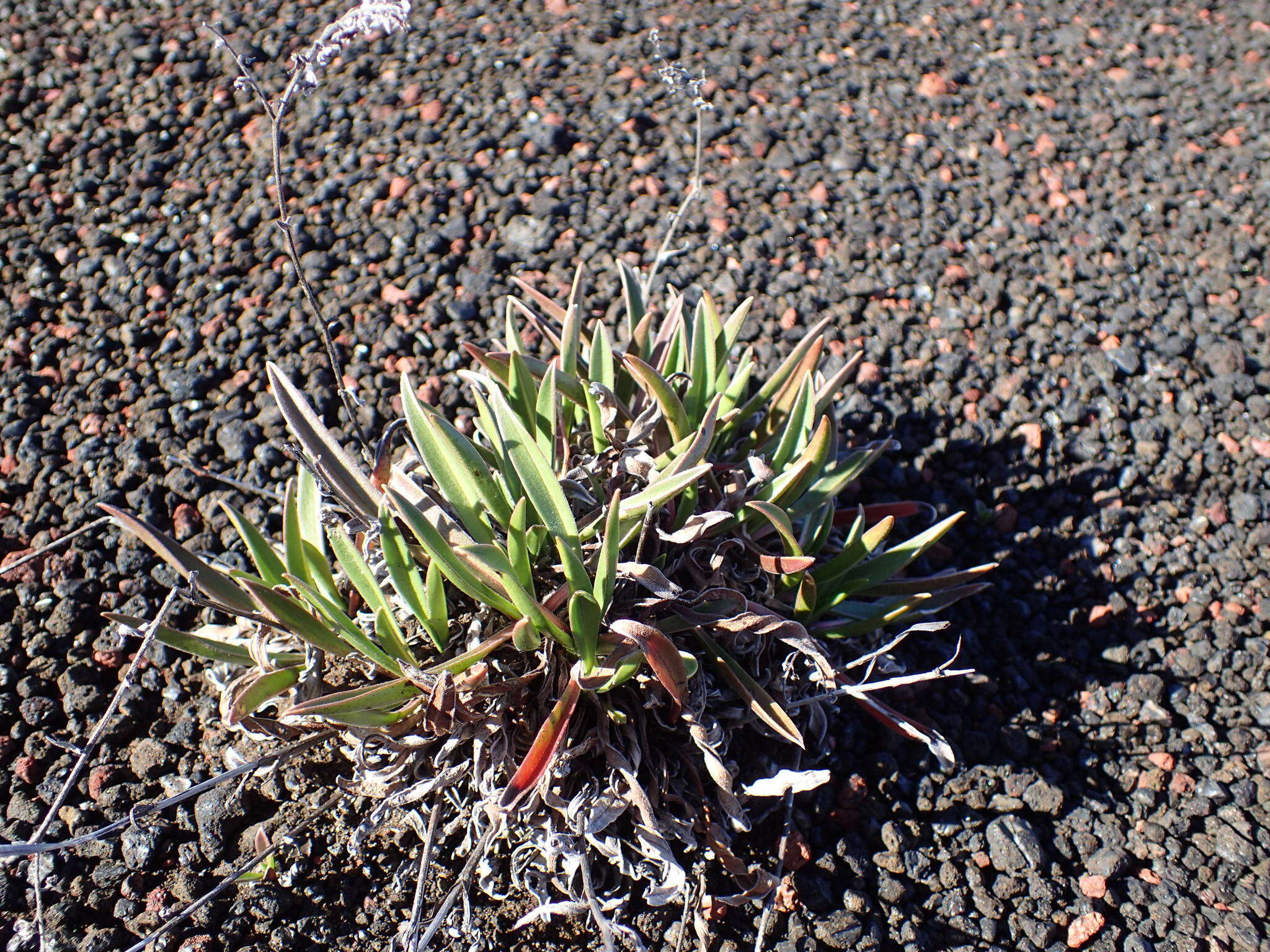 Image of Cynoglossum borbonicum (Lam.) Bory