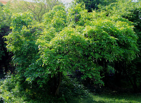 Image de arbre aux pistaches