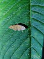 Image of Idaea protensa Butler 1889