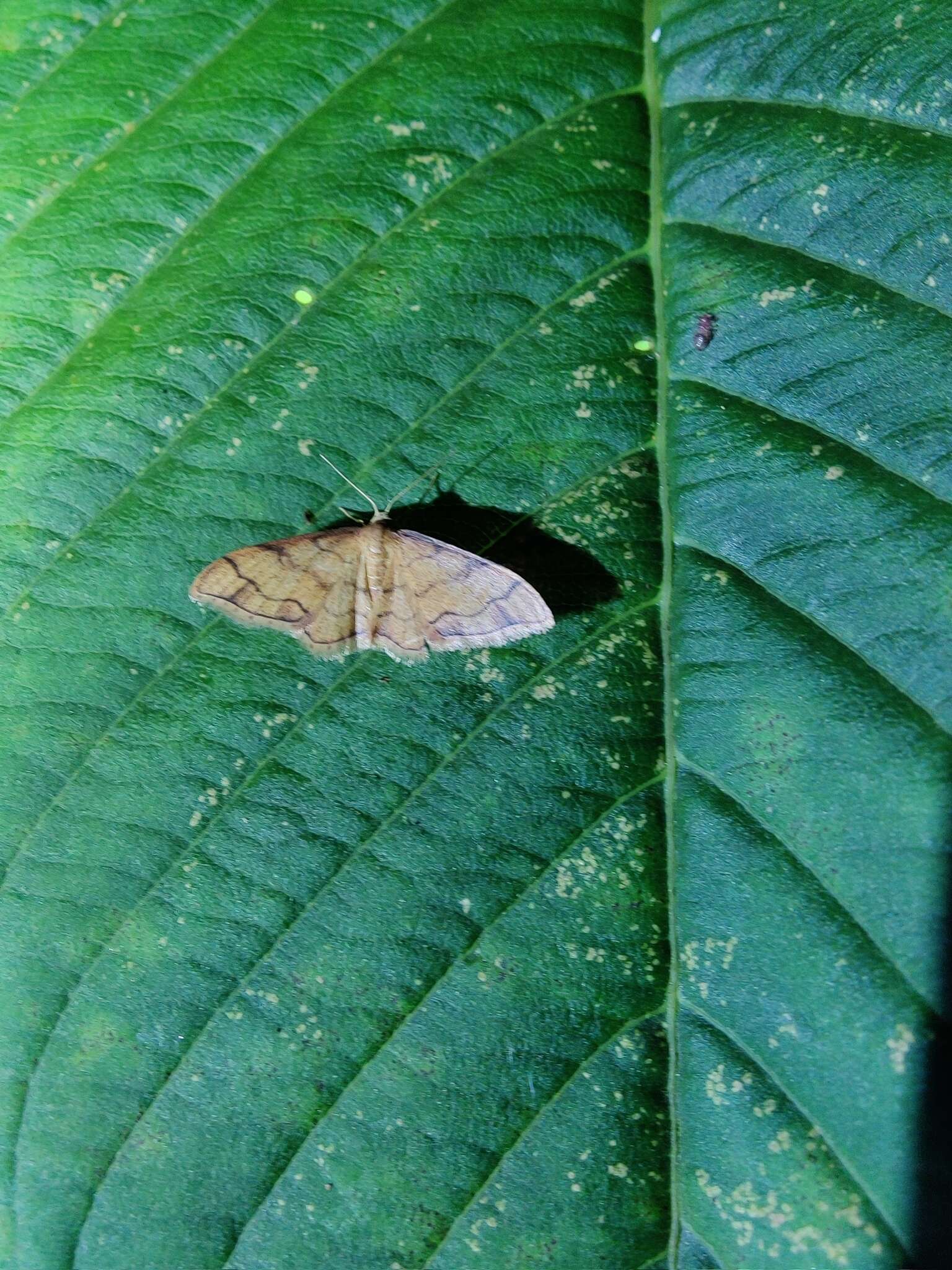 Image of Idaea protensa Butler 1889