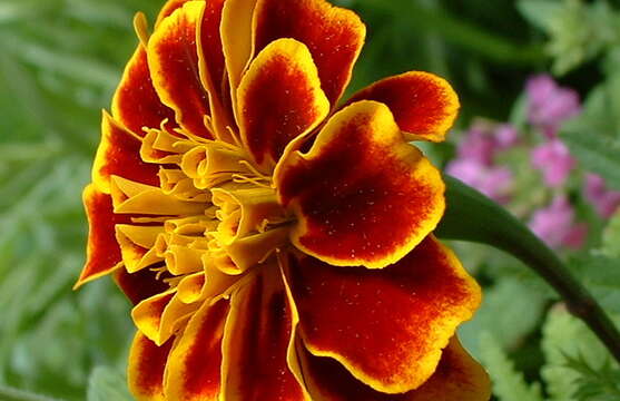 Image of French marigold