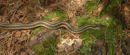 Image of Common Garter Snake