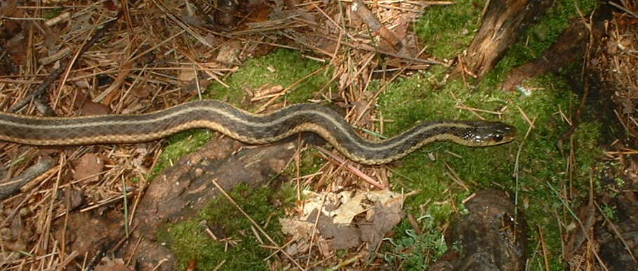 Image of Common Garter Snake