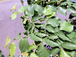 Image of Dutch elm