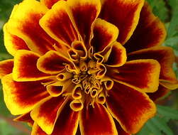 Image of French marigold