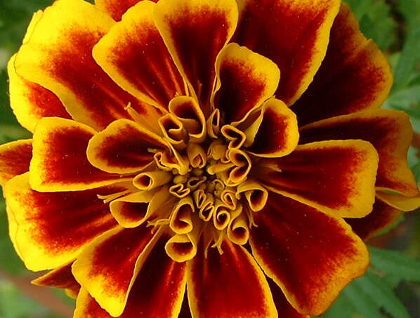 Image of French marigold