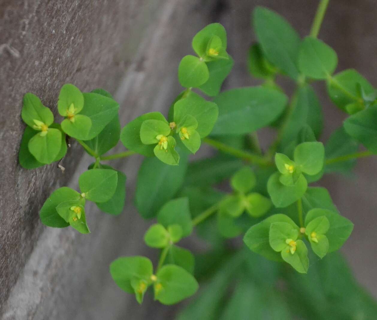 Euphorbia platyphyllos L.的圖片