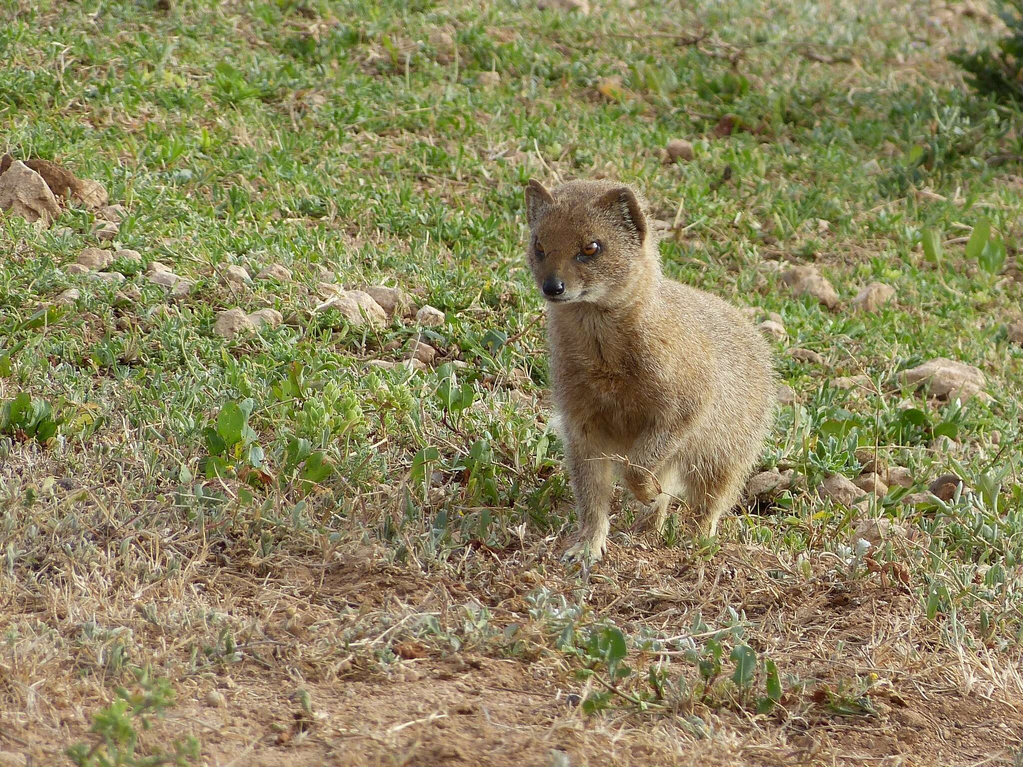 Image of Yellow Mongoose