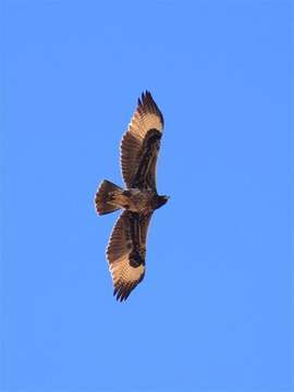 Image of Black Eagle