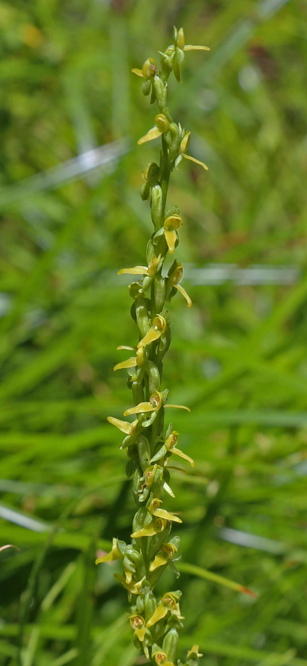 Plancia ëd Platanthera tescamnis Sheviak & W. F. Jenn.