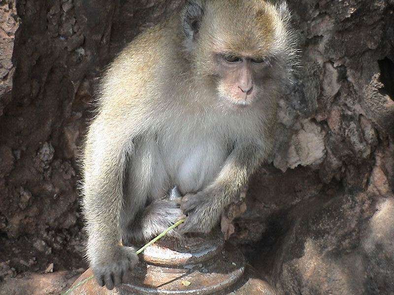 Image of Long-tailed Macaque