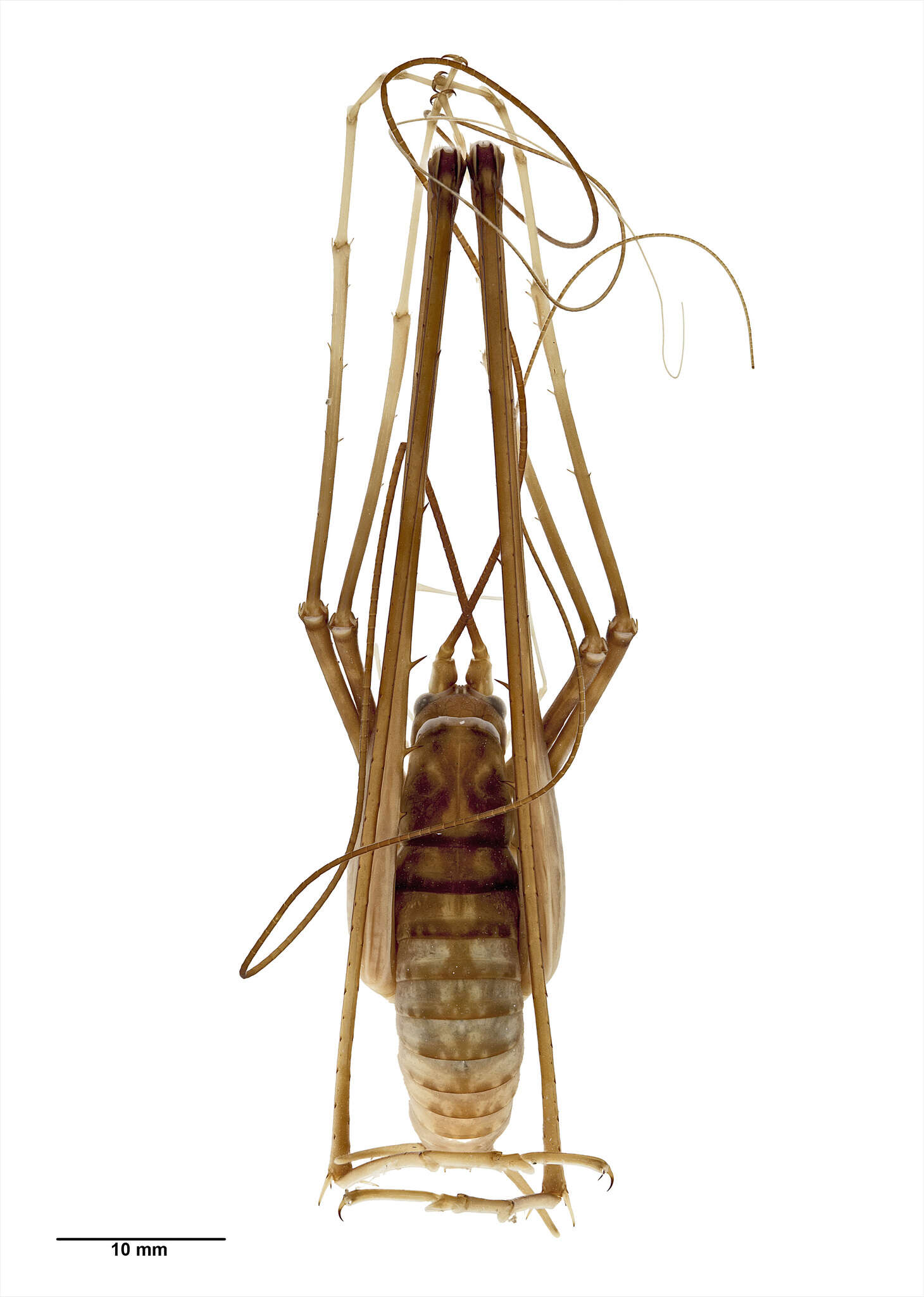 Image of Pachyrhamma waitomoensis Richards & A. M. 1958