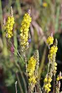 Image of Linaria multicaulis (L.) Mill.