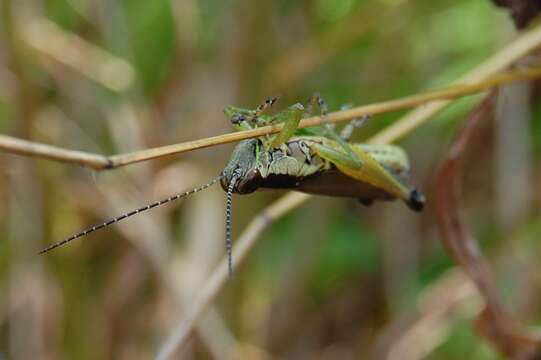 Image of Olive-green Swamp Grasshopper