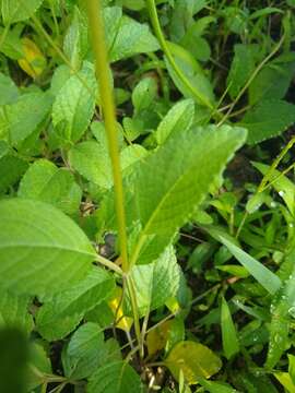 Image of Salvia prunelloides Kunth