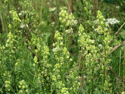 Слика од Reseda lutea L.