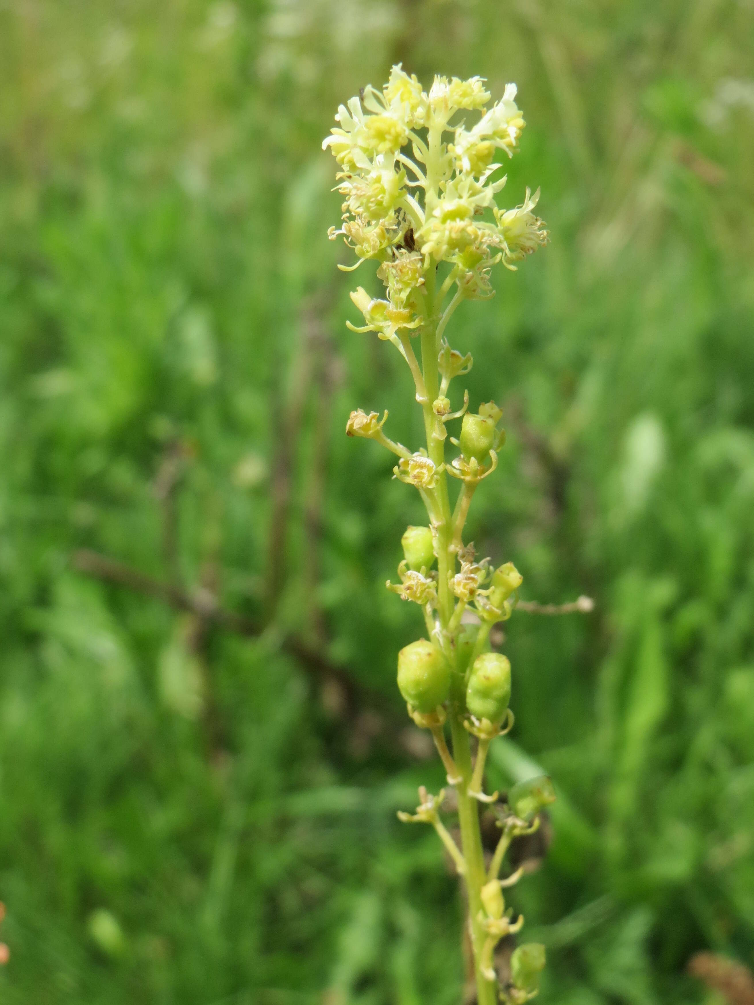 Слика од Reseda lutea L.