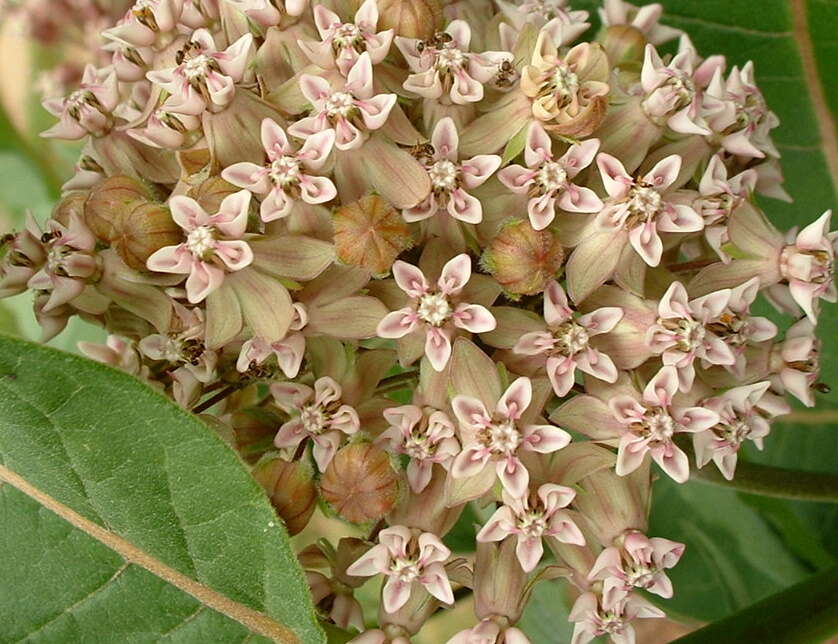 Image of common milkweed
