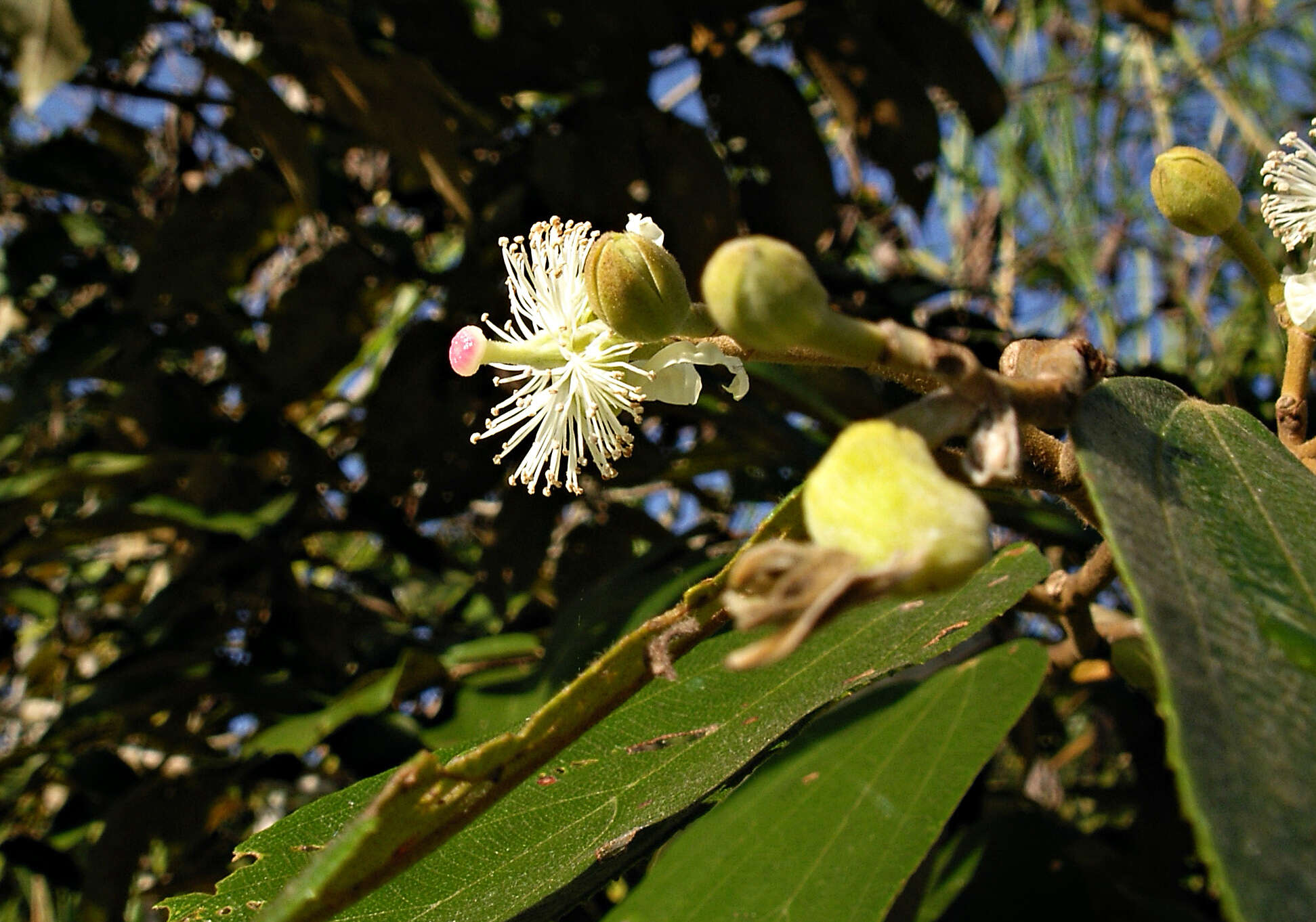 Image of Luehea seemannii Planch. & Triana