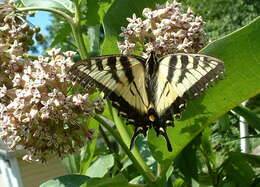 Image of Eastern Tiger Swallowtail