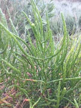 Image of Woody Saltwort